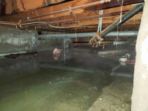 Best Local water damage restoration  in Butler, WI